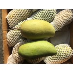 Green Mango-Thailand(L)13-14pcs/10kg